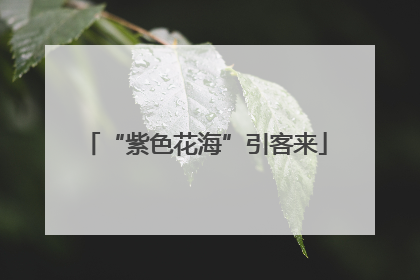 “紫色花海”引客来