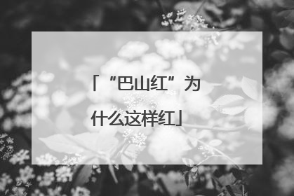 “巴山红”为什么这样红