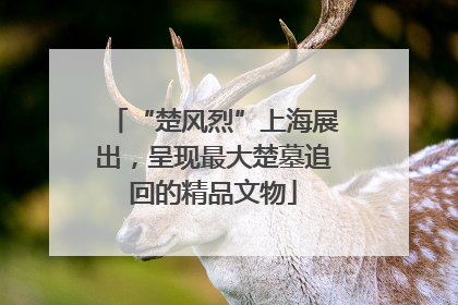 “楚风烈”上海展出，呈现最大楚墓追回的精品文物