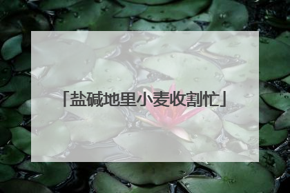 盐碱地里小麦收割忙
