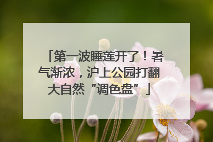 第一波睡莲开了！暑气渐浓，沪上公园打翻大自然“调色盘”