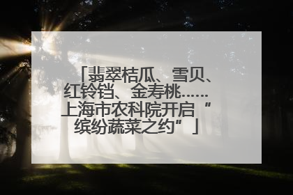 翡翠桔瓜、雪贝、红铃铛、金寿桃……上海市农科院开启“缤纷蔬菜之约”