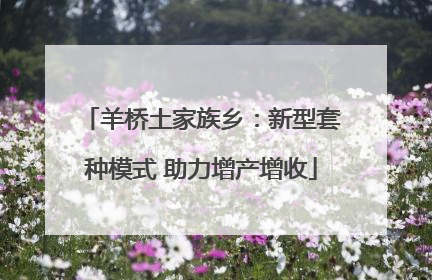 羊桥土家族乡：新型套种模式 助力增产增收