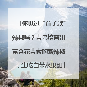 你见过“茄子款”辣椒吗？青岛培育出富含花青素的紫辣椒，生吃自带水果甜