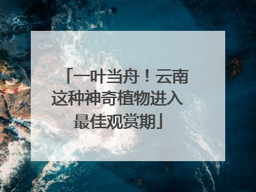 一叶当舟！云南这种神奇植物进入最佳观赏期