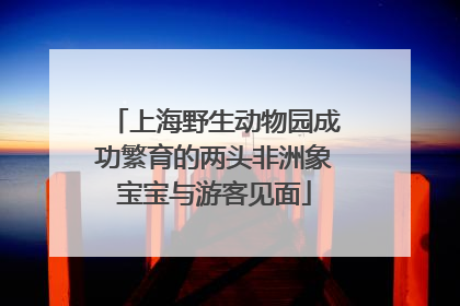 上海野生动物园成功繁育的两头非洲象宝宝与游客见面