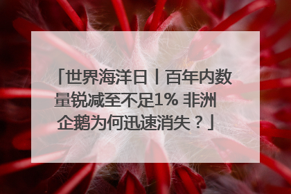 世界海洋日丨百年内数量锐减至不足1% 非洲企鹅为何迅速消失？