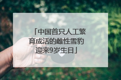 中国首只人工繁育成活的雌性雪豹迎来9岁生日