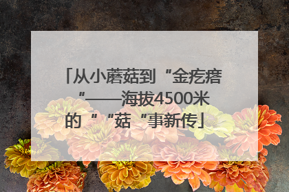 从小蘑菇到“金疙瘩“——海拔4500米的““菇“事新传