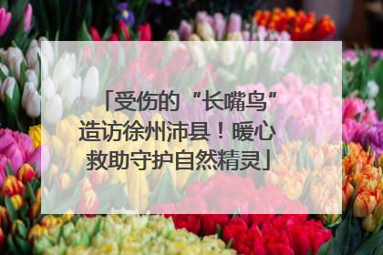 受伤的“长嘴鸟”造访徐州沛县！暖心救助守护自然精灵