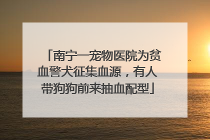 南宁一宠物医院为贫血警犬征集血源，有人带狗狗前来抽血配型