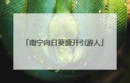 南宁向日葵盛开引游人