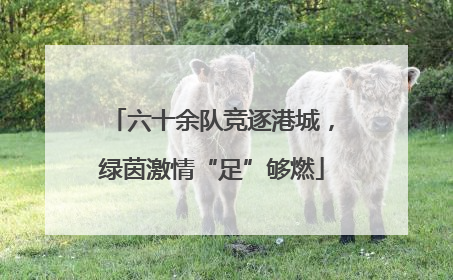 六十余队竞逐港城，绿茵激情“足”够燃