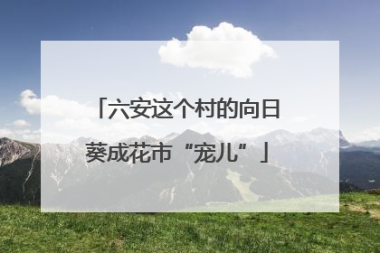 六安这个村的向日葵成花市“宠儿”