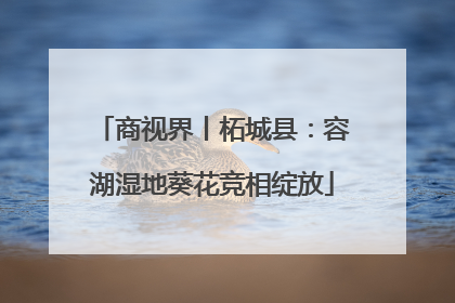 商视界丨柘城县：容湖湿地葵花竞相绽放