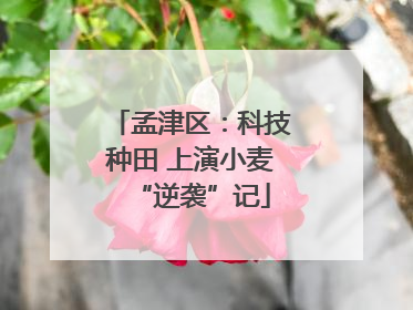 孟津区：科技种田 上演小麦“逆袭”记