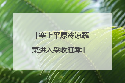 塞上平原冷凉蔬菜进入采收旺季