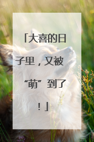 大喜的日子里，又被“萌”到了！