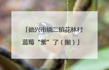 德兴市绕二镇花林村蓝莓“紫”了（图）