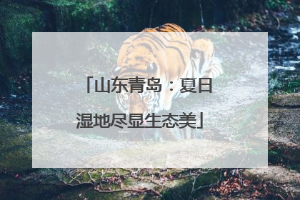 山东青岛：夏日湿地尽显生态美