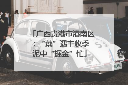 广西贵港市港南区：“藕”遇丰收季 泥中“掘金”忙