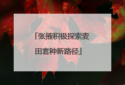张掖积极探索麦田套种新路径