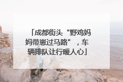 成都街头“野鸡妈妈带崽过马路”，车辆排队让行暖人心