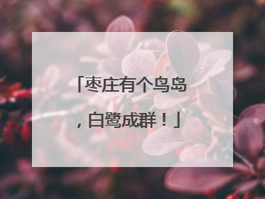 枣庄有个鸟岛，白鹭成群！
