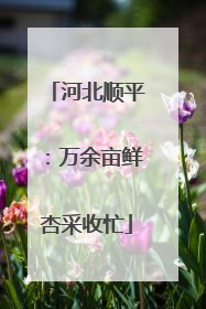 河北顺平：万余亩鲜杏采收忙