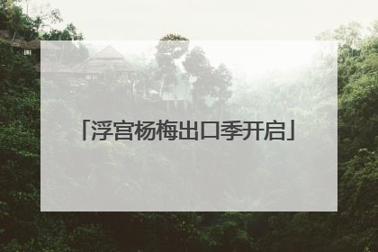浮宫杨梅出口季开启