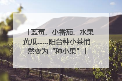 蓝莓、小番茄、水果黄瓜……阳台种小菜悄然变为“种小果”
