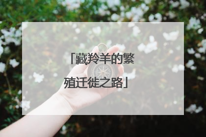藏羚羊的繁殖迁徙之路