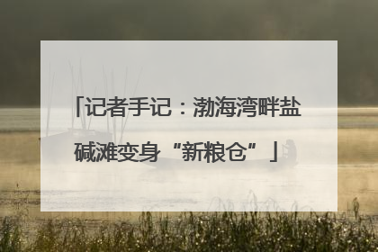 记者手记：渤海湾畔盐碱滩变身“新粮仓”