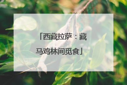 西藏拉萨：藏马鸡林间觅食