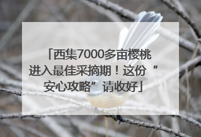 西集7000多亩樱桃进入最佳采摘期！这份“安心攻略”请收好