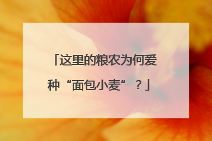 这里的粮农为何爱种“面包小麦”？