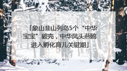 象山韭山列岛5个“中华宝宝”破壳，中华凤头燕鸥进入孵化育儿关键期