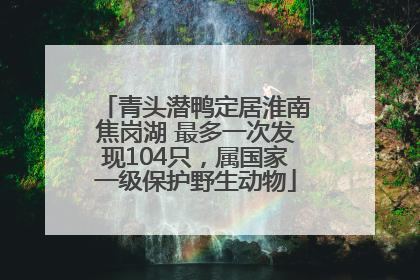 青头潜鸭定居淮南焦岗湖 最多一次发现104只，属国家一级保护野生动物