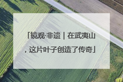 镜观·非遗｜在武夷山，这片叶子创造了传奇