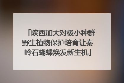 陕西加大对极小种群野生植物保护培育让秦岭石蝴蝶焕发新生机