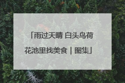 雨过天晴 白头鸟荷花池里找美食｜图集