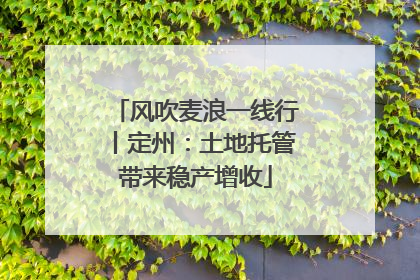 风吹麦浪一线行丨定州：土地托管带来稳产增收