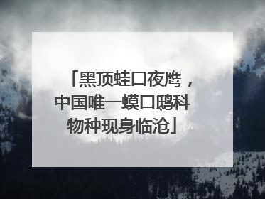 黑顶蛙口夜鹰，中国唯一蟆口鸱科物种现身临沧